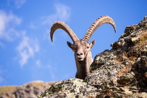 Valsavarenche, Aosta Valley (Italy) - July 21, 2022: beautiful ibex male in Gran Paradiso National Park.